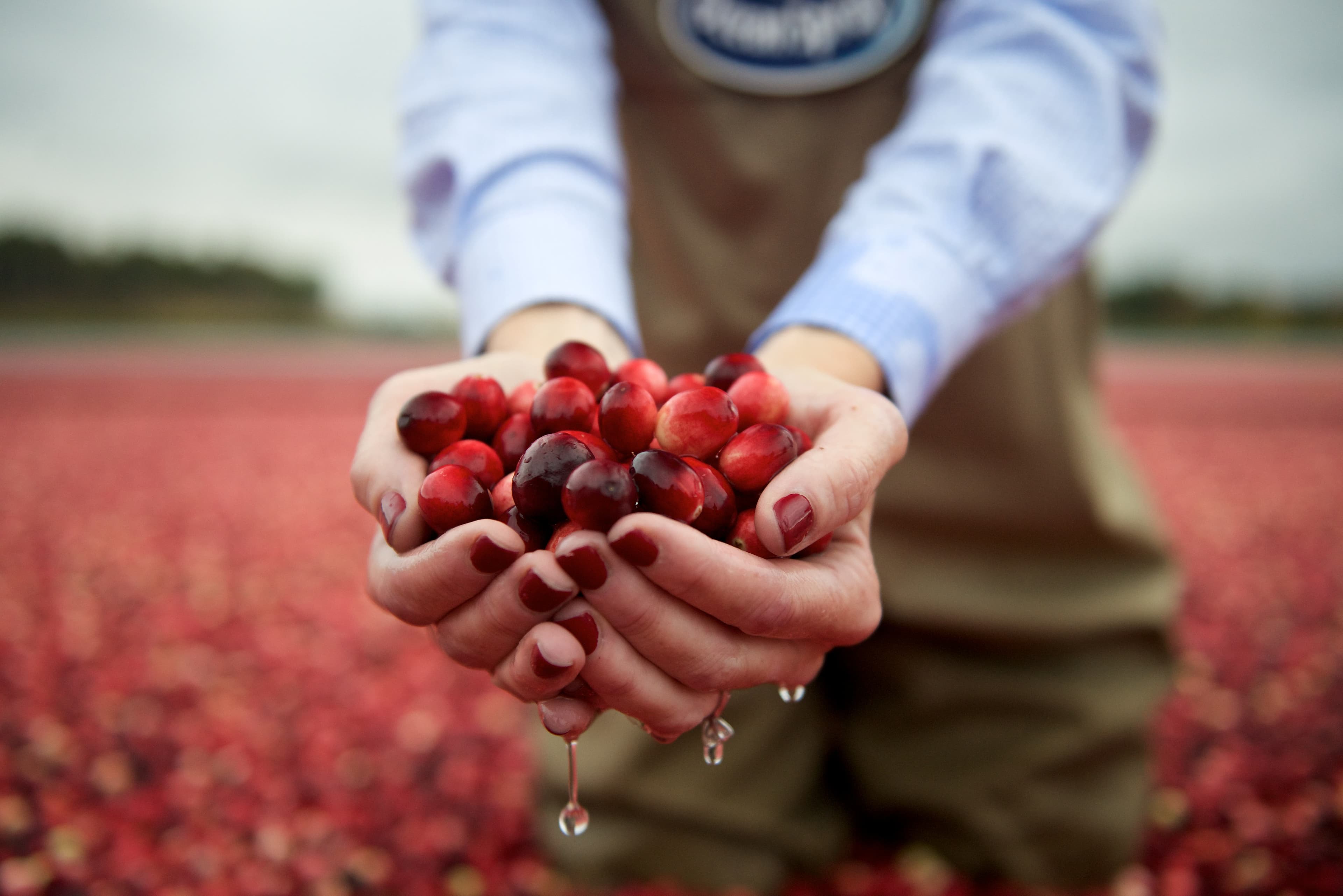 Os_10.23 107 bountiful bog image